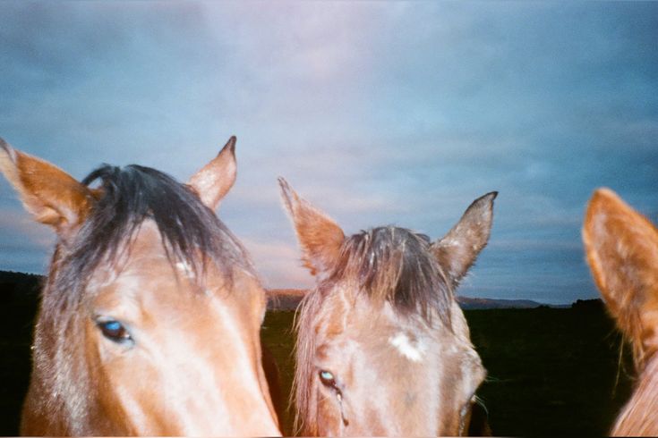 horses at sunset